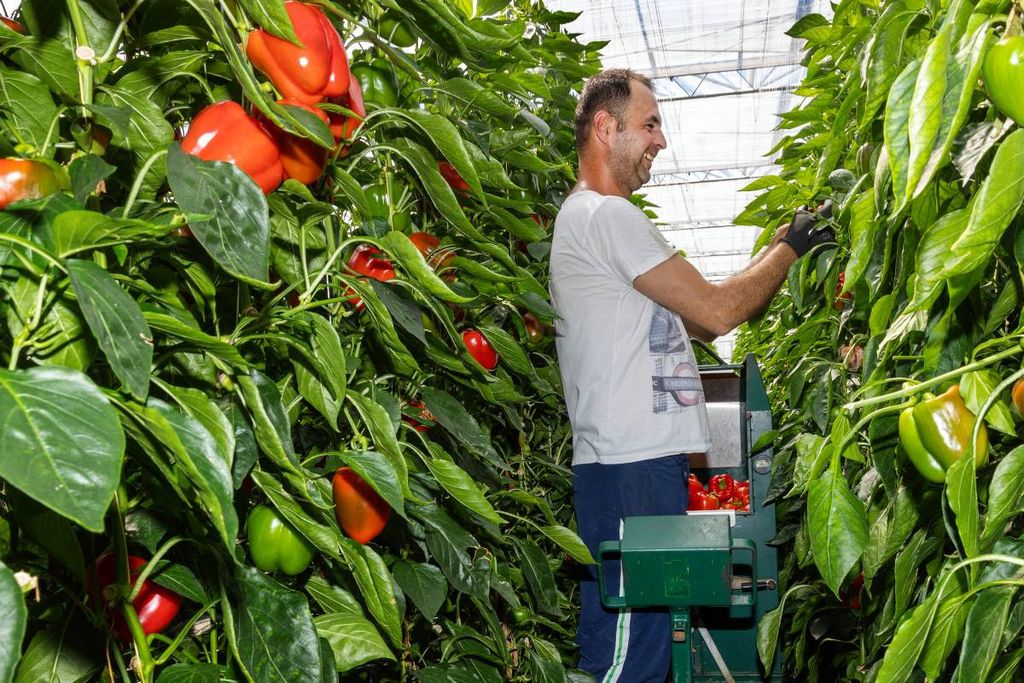 Oogst van paprika bij WaLeRo. Foto: Roel Dijkstra