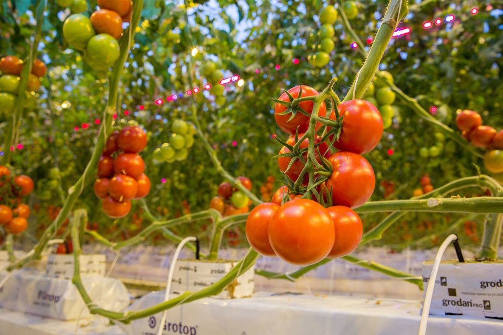 Leds bij tomatenteler Wim Peters