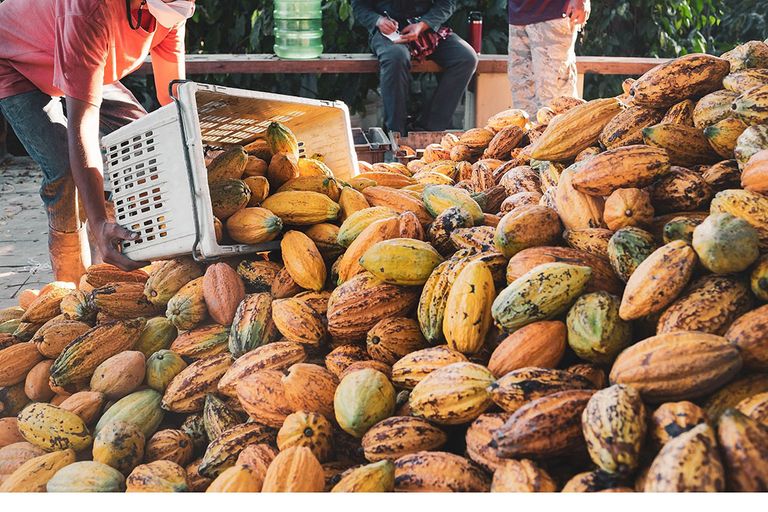 Voor het plan trekt Nestlé € 1,3 miljard uit. Daarmee gaat het bedrijf boeren een betere prijs betalen, maar ze ook belonen voor inspanningen op het gebied van duurzaamheid. - Foto: Canva