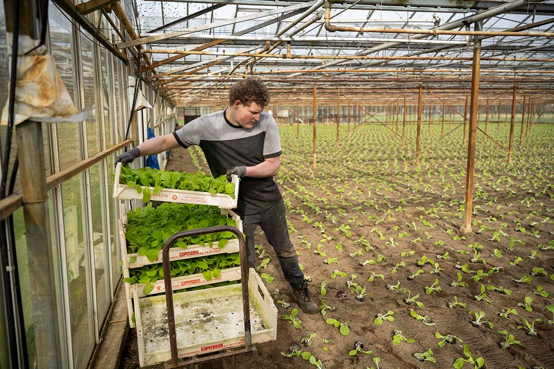 Het planten van Chinese kool startte iets eerder, omdat bij de plantenkweker de planten al ‘bekwaam’ waren. Foto: Bram Becks Fotografie