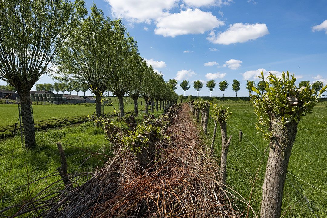 Knotwilgen in de Beemster. Het onderhoud van zogenoemde 'houtige elementen' kent van de maatregelen in de ecoregeling de hoogste hectarevergoeding. - Foto: ANP