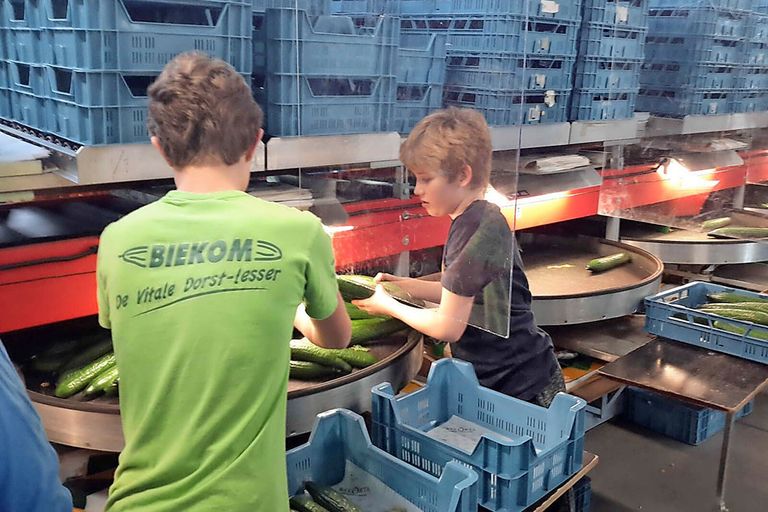 Scholieren Maxim en Quint van der Meijs zijn gebroederlijk, maar wel veilig afgeschermd, in de weer met de komkommers van Biekom. - Foto: Wilco Biemans