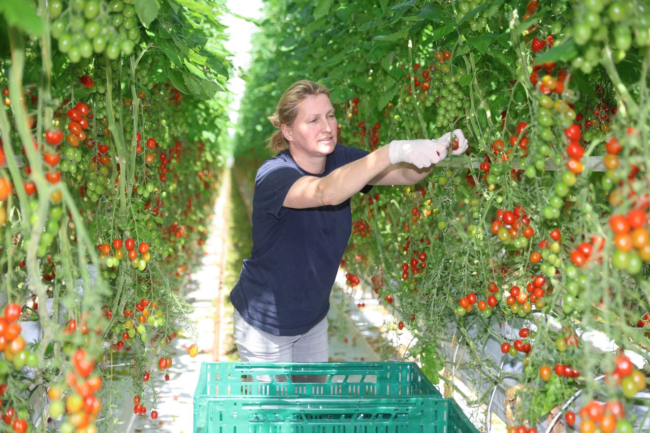 Mooi weer zorgt week na week voor grote zetting. Foto: Dennis Wisse