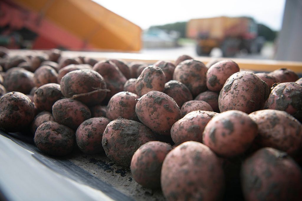 De gewasmonitoringscommissie heeft een opbrengstschatting bekendgemaakt voor aardappelen in zestien lidstaten van de Europese Unie. Foto: Mark Pasveer