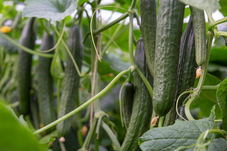 De vrije markt voor komkommer is na een korte stijging weer terug bij af. De prijsvorming is een drama voor telers. - Foto: Rijk Zwaan