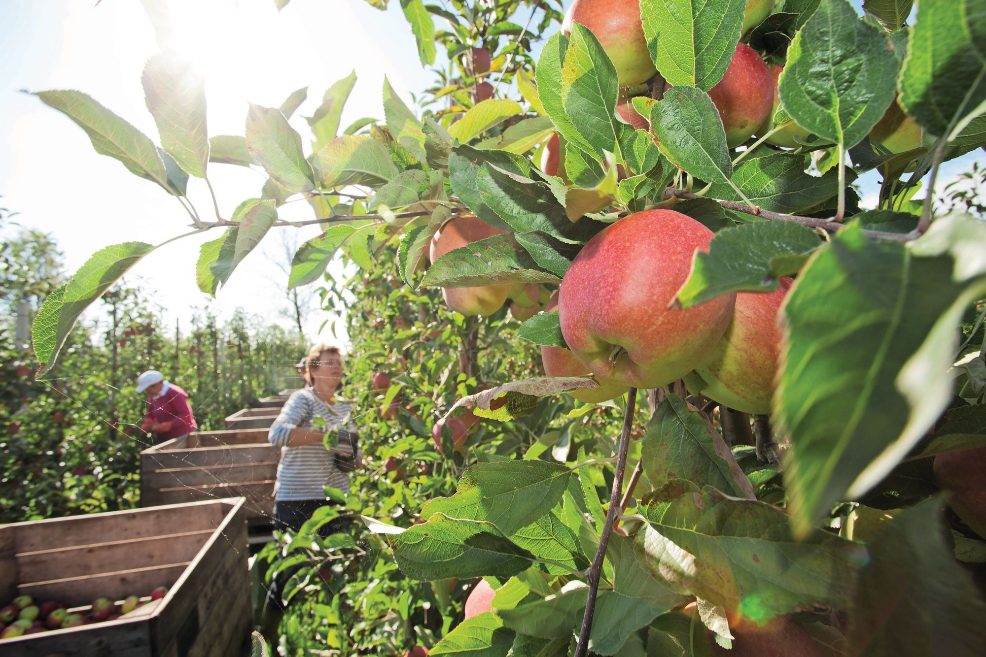 Hardfruit is relatief minder vaak residuvrij. Vooral in koolteelt en glastuinbouw zijn vaker residuvrije producten te vinden. Foto: Bart Nijs