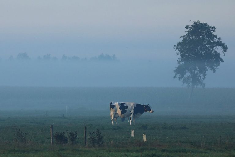 Een koe grazend in de ochtendmist. - Foto: Henk Riswick