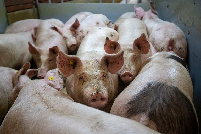 Het laden van varkens op een varkensbedrijf. - Foto: Ronald Hissink