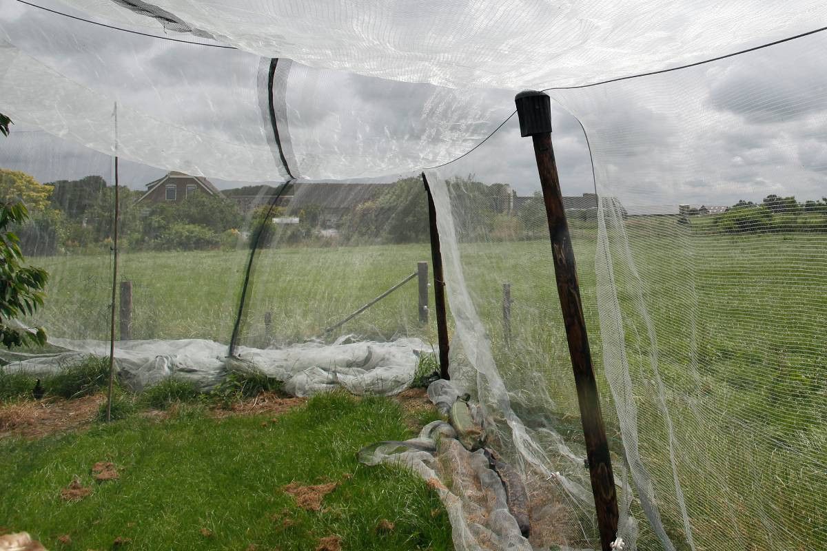 Netten ter bescherming van een fruitboomgaard. In Limburg is innetting van blauwe bessen aanleiding voor een rechtszaak. – Foto: Ton Kastermans Fotografie