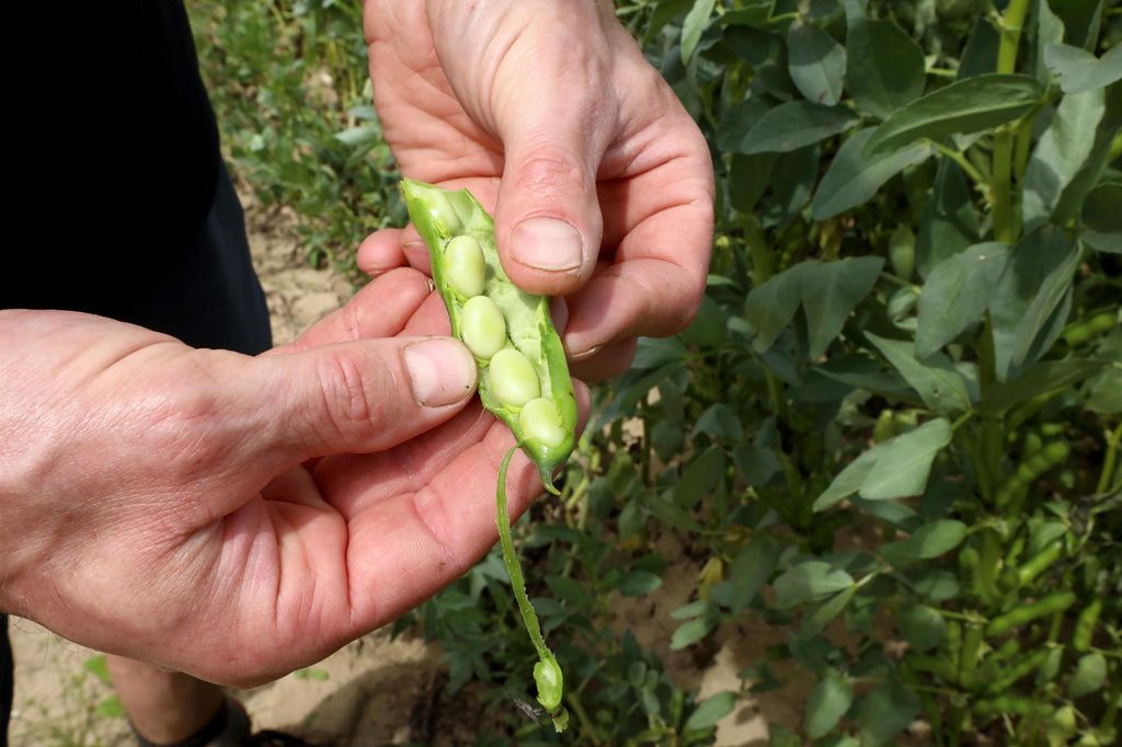 Het onderzoek SENSUPPLANTPRO moet leiden tot minder bittere plantaardige eiwitten. Foto: Henk Riswick