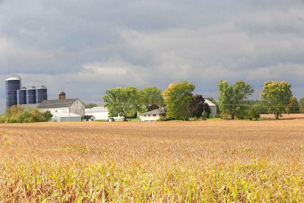 Welkome regen in de Amerikaanse Corn Belt temperde de prijzen op de termijnmarkten. - Foto: Henk Riswick