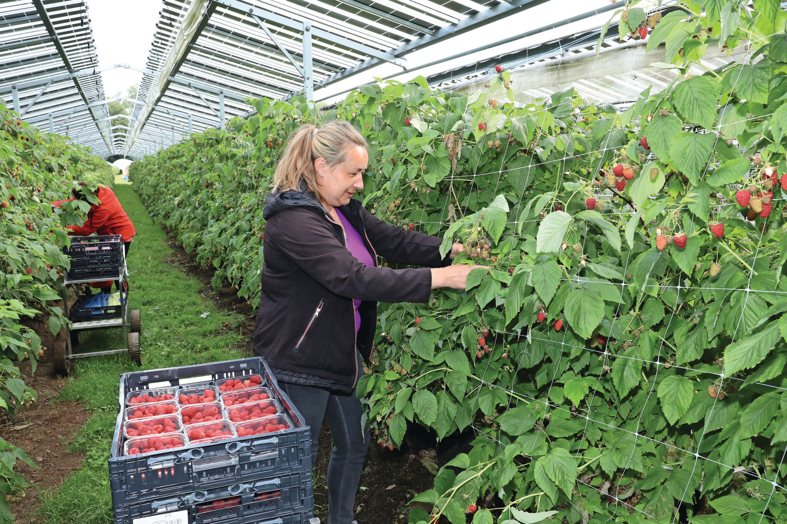 Nadeeltje dit jaar: het regenwater loopt van de panelen in de strook waar de plukkers en machines lopen of rijden.  – Foto: Herbert Wiggerman