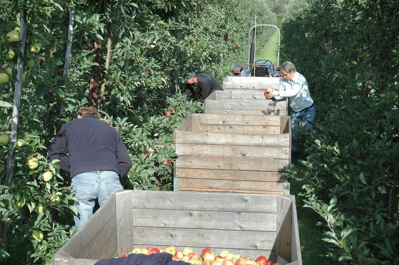 Foto: Groenten&Fruit