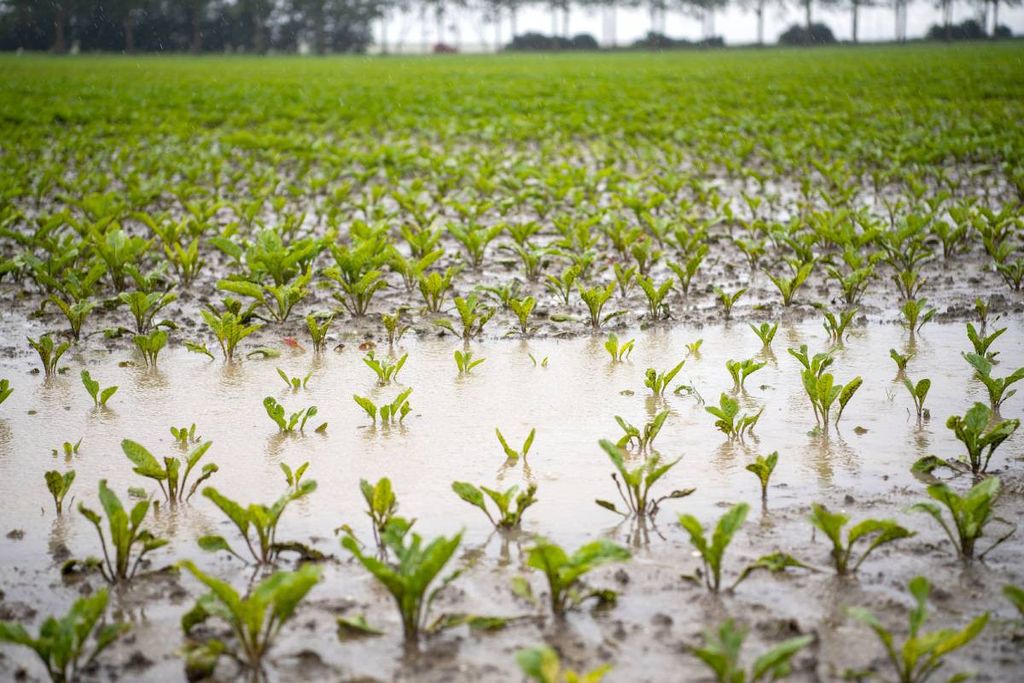 Doordat we sinds 2023 grote neerslagsommen kennen, is de bodem meer dichtgeslagen dan ooit. – Foto: Mark Pasveer