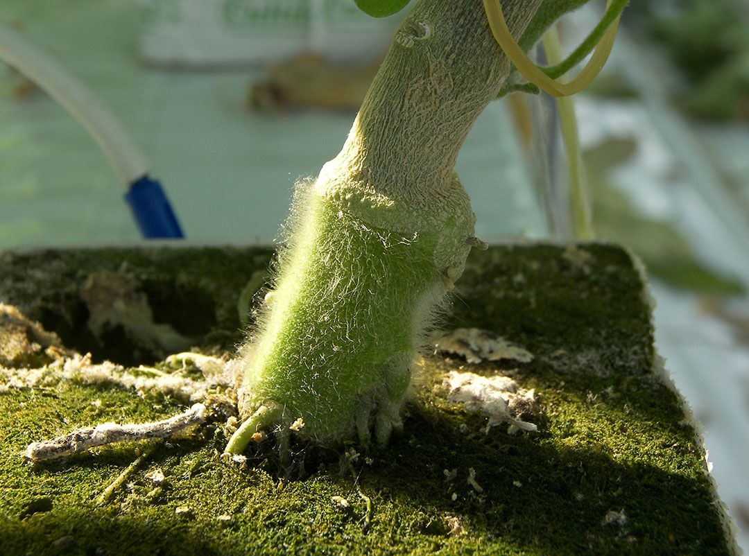 Onderstam Kardia van Syngenta. - Foto: Gerard Boonekamp