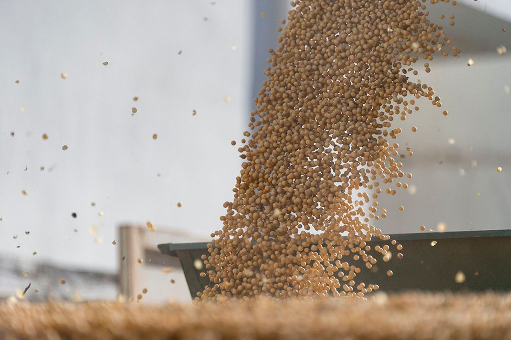 Sojabonen worden gelost in een silo. Aan soja hangt steeds meer negativiteit, onder andere door zorgen om gezondheid en ontbossing. - Foto: ANP