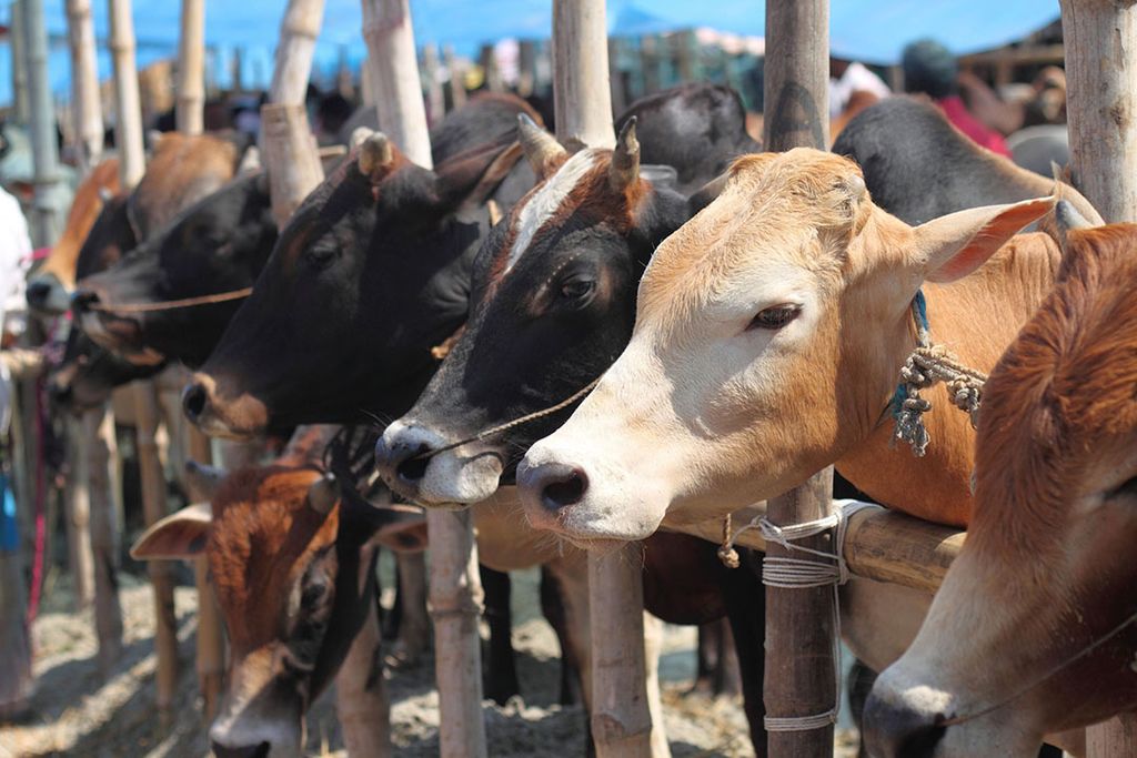 De productie in India en Pakistan zal naar verwachting hoofdzakelijk worden uitgebreid door meer koeien te gaan houden. Foto: Canva