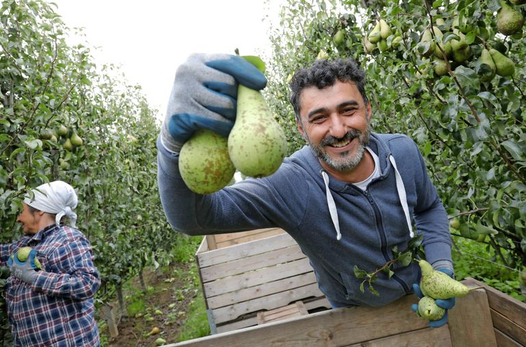 Drie Syrische asielzoekers plukken al sinds vorige week maandag mee op fruitbedrijf De Woerdt.  foto: Vidiphoto