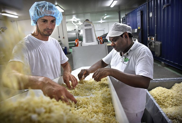 Productie van plantaardige vezels als vleesvervangers. - Foto: ANP