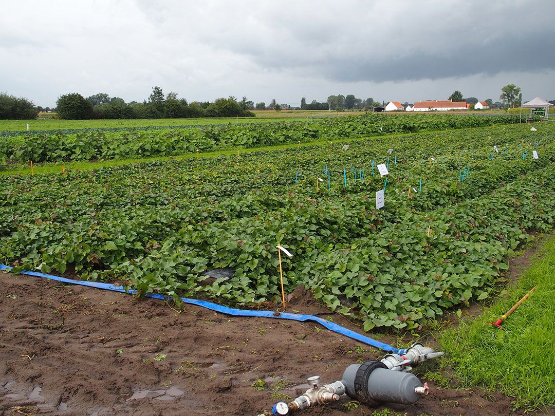 Foto: Groenten&Fruit