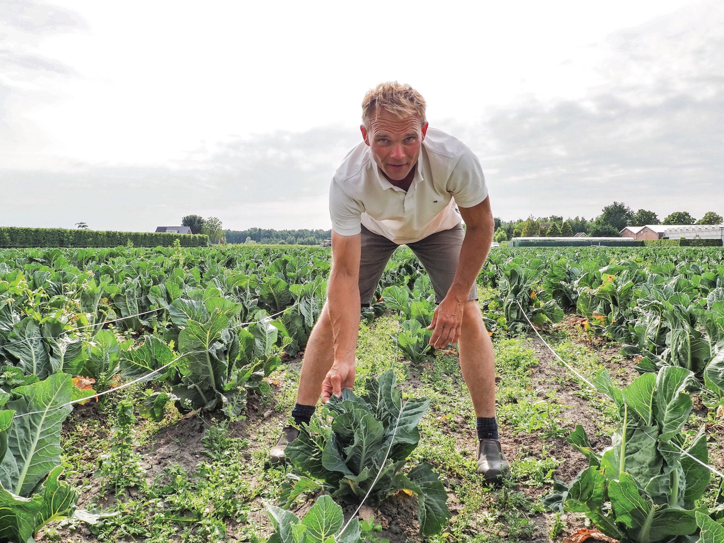 Taxateur Dirk-Jan Roos tussen kale plekken in het gewas veroorzaakt door vraat of omdat planten bedolven raakten tijdens het schoffelen. – Foto: Marga van der Meer