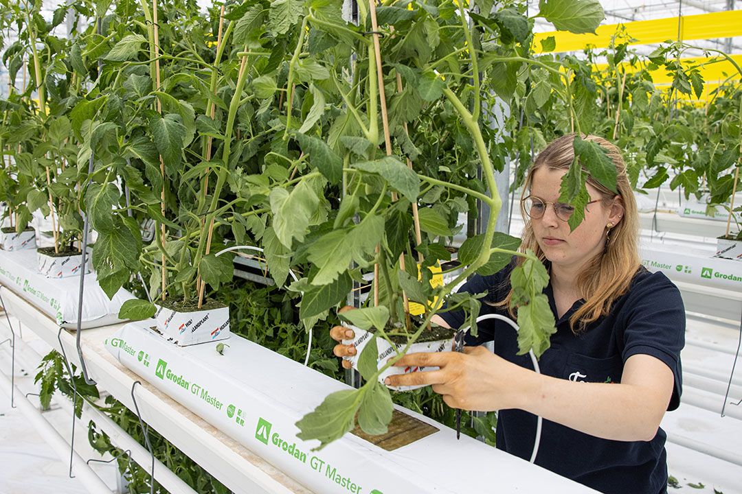 Het planten van de nieuwe teelt waar later led-belichting boven komt te hangen. - Foto: Peter Roek