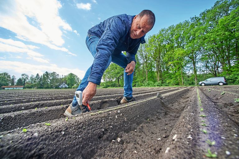 Misschien dat in de toekomst een dronevlucht het handmatig bepalen van het opkomstpercentage van witlofwortels kan vervangen. Foto: Van Assendelft Fotografie