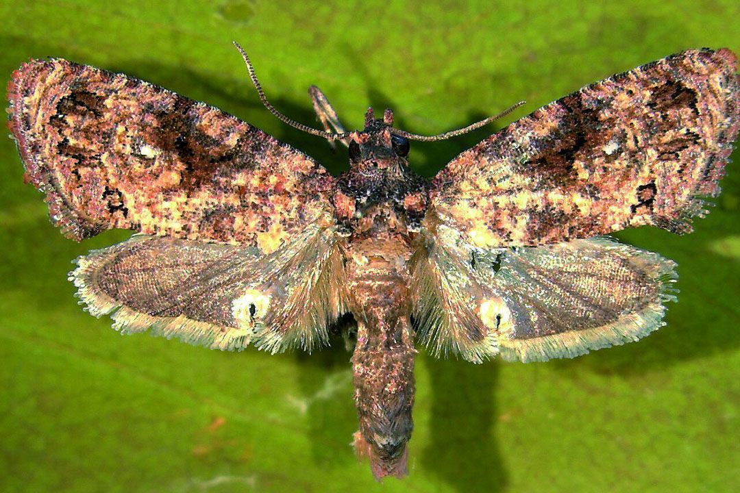 Biologische bestrijding van de fruitmot werkt vaak niet op de uit het zuiden oprukkende kleine fruitmot. - Foto: WUR