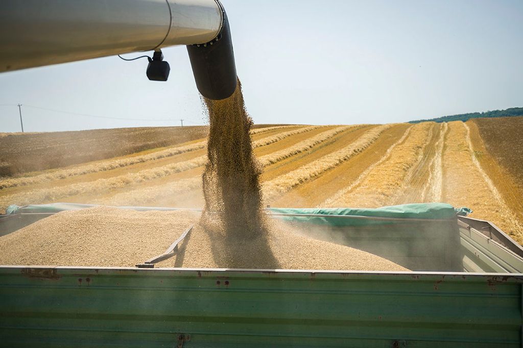 Tarweoogst in Hongarije. De tarweprijs staat in Europa  onder druk, maar is nog steeds fors.- Foto: EPA