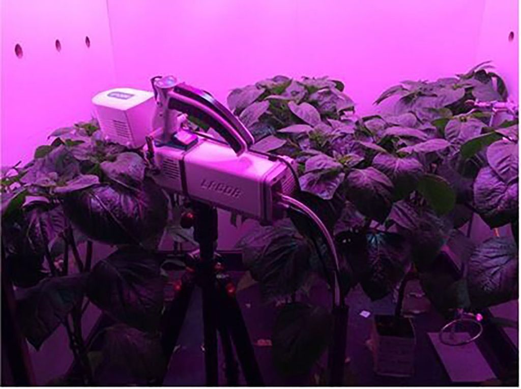 Stomata sensor bij paprika, voor meting huidmondjesopening. - Foto: Plant Lighting