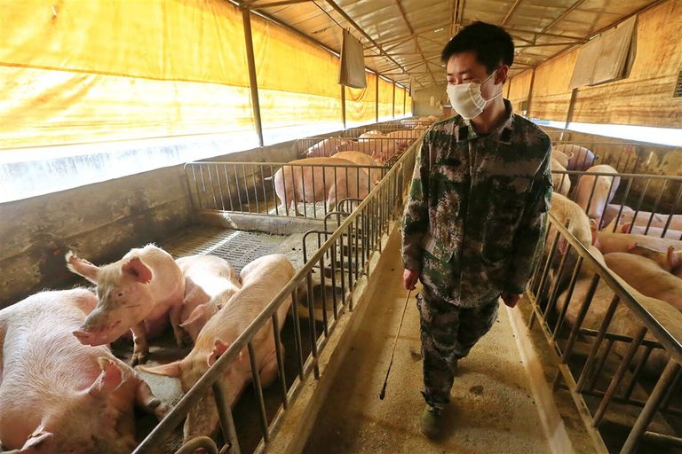 Te midden van het AVP-virus slaagt China er toch in de varkensproductie te verhogen dit jaar, die door AVP ruwweg was gehalveerd. Foto: ANP