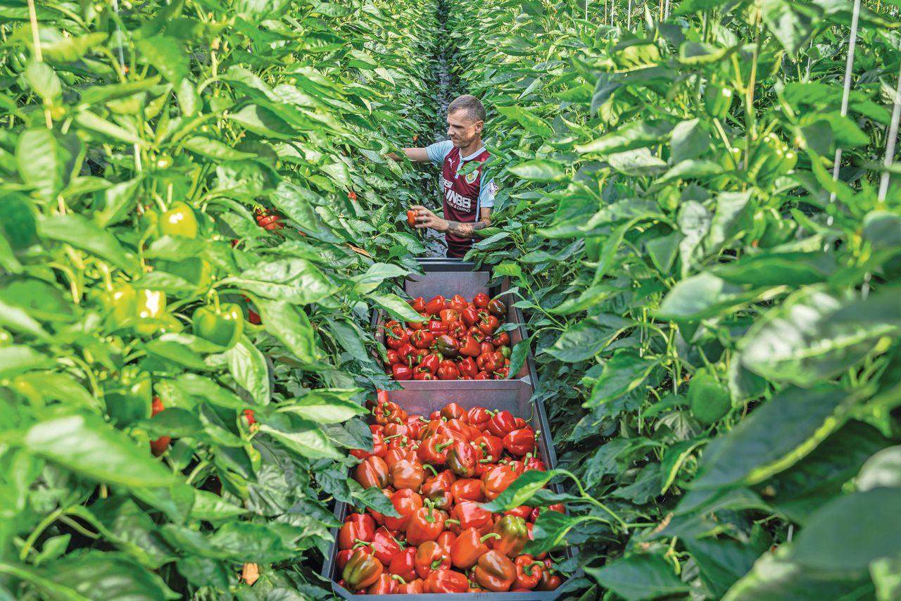 ZON-omzet gestegen met dubbele cijfers. Paprika draagt daaraan bij. Foto: Andrea van Schaik