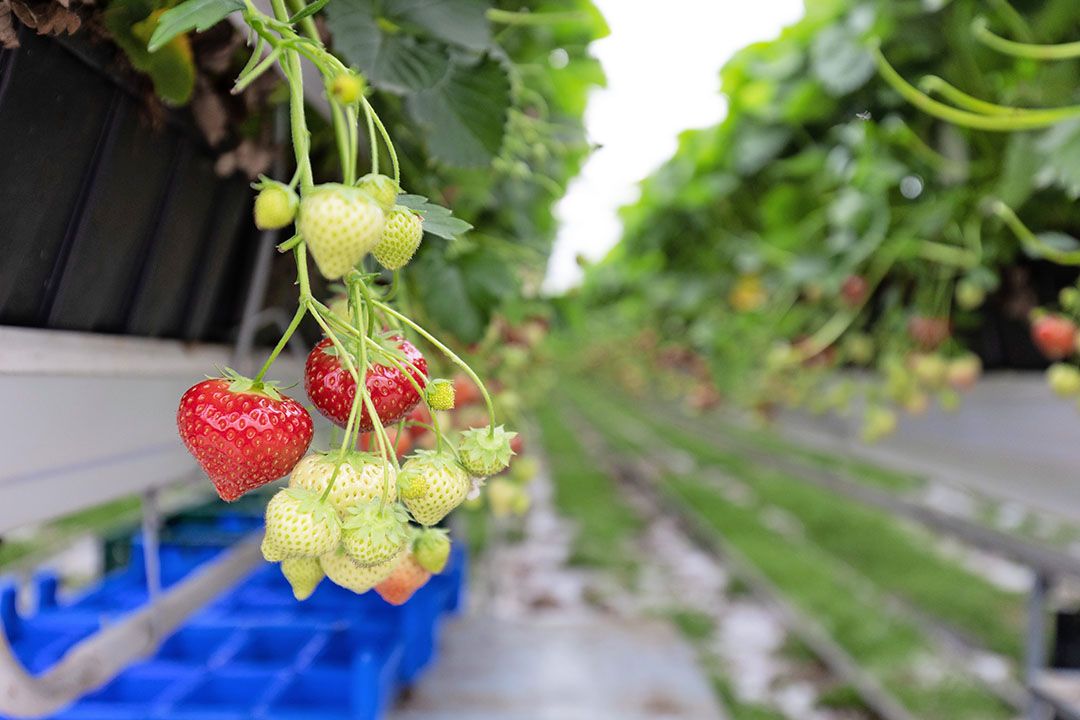 Job van der Wal bij Dutch Berries in Zuilichem. - Foto: Herbert Wiggerman