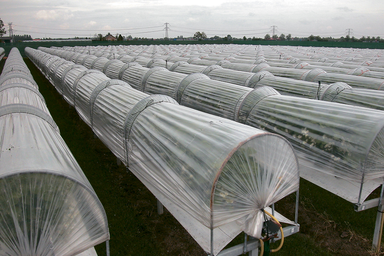 Aardbeien telen, balanceren tussen geld verdienen of verliezen