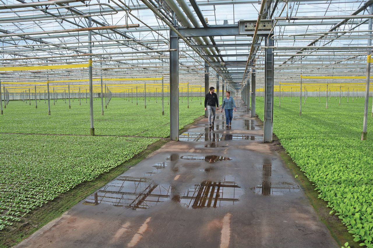 De positieve ervaring met weerbaar telen in de proef maakt dat teler Ruud Cornelissen van Ortolanda het nu over het gehele bedrijf toepast. Foto’s: Peter Visser