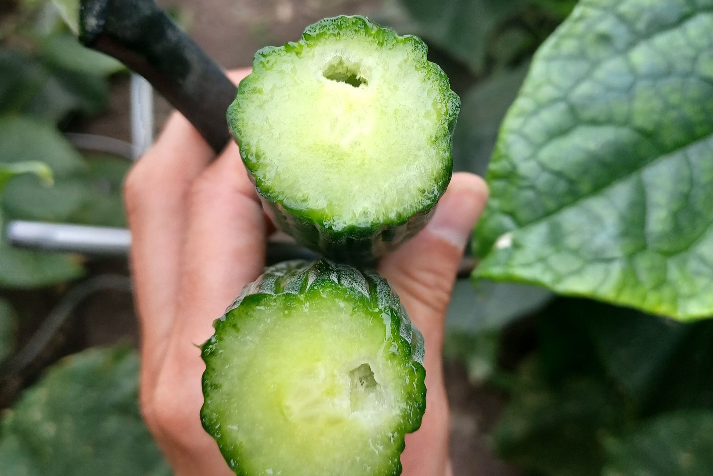 Inwendige vruchtschade door nezara bij komkommer. – Foto's: PSKW en PCH