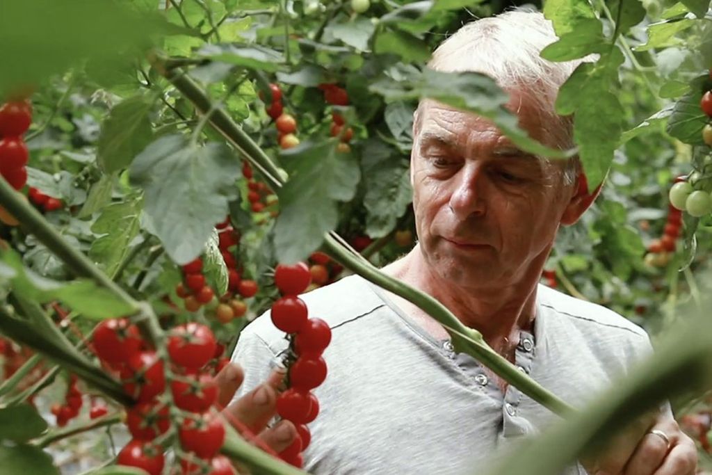 Ted Duijvestijn van Duijvestijn Tomaten: "Liever niet afhankelijk van één uitzendbureau." - Foto: Duijvestijn Tomaten