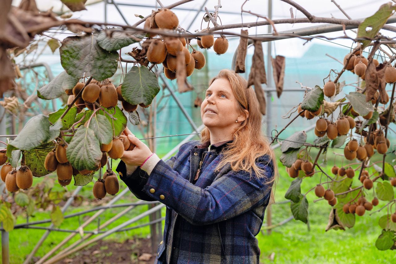 De oogst van de kiwi’s is in december in volle gang. Djûke Smith-Van der Maat test de vrucht op rijpheid en grootte. Want hoe langer ze wacht met plukken hoe meer vitamines. Foto’s: Herbert Wiggerman