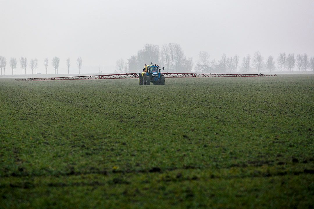 In Nederland is chloorpyrifos niet toesgestaan in de teelt. Foto: Roel Dijkstra