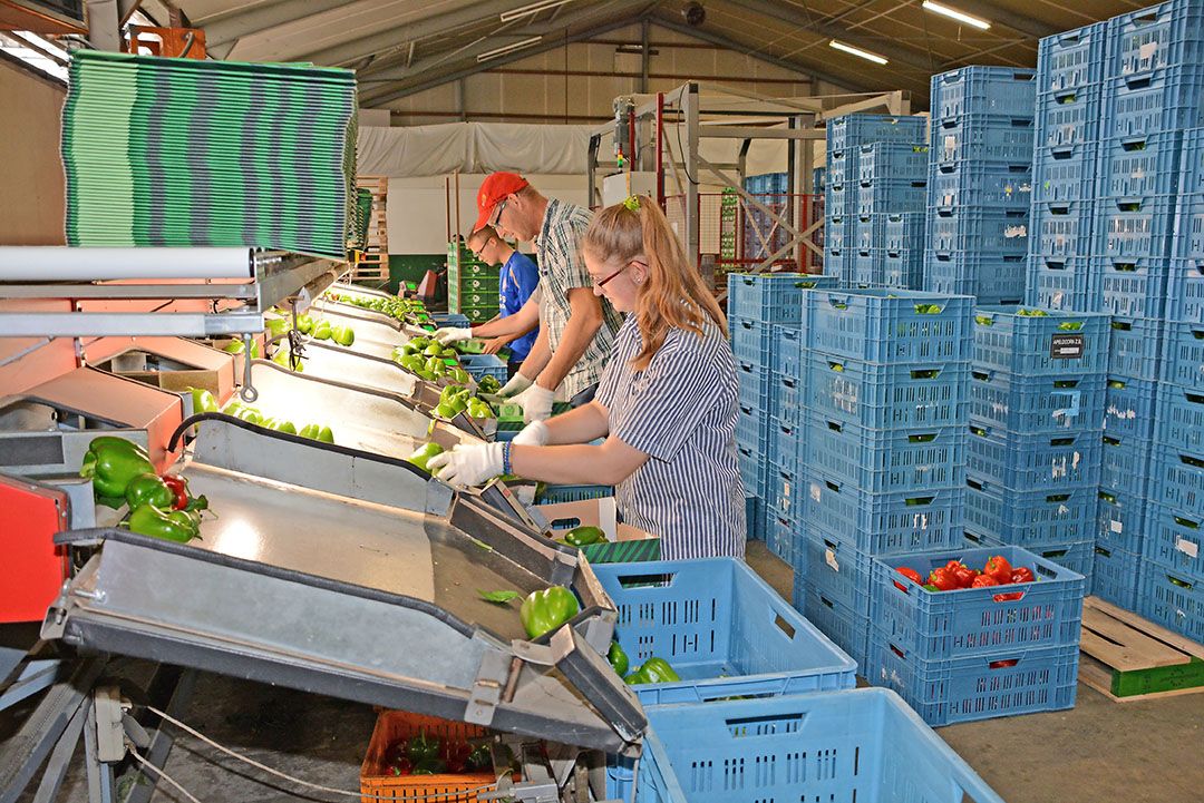 Rode paprika met hoge weekprijzen één van de duurdere producten. Foto: Peter Visser.