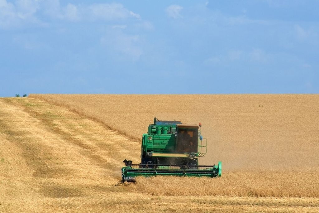 Ondanks een toenemende tarweconsumptie en een kleinere beginvoorraad, verwacht USDA dat de eindvoorraad tawre in de VS wat meer toeneemt. - Foto: Canva/HaiGala