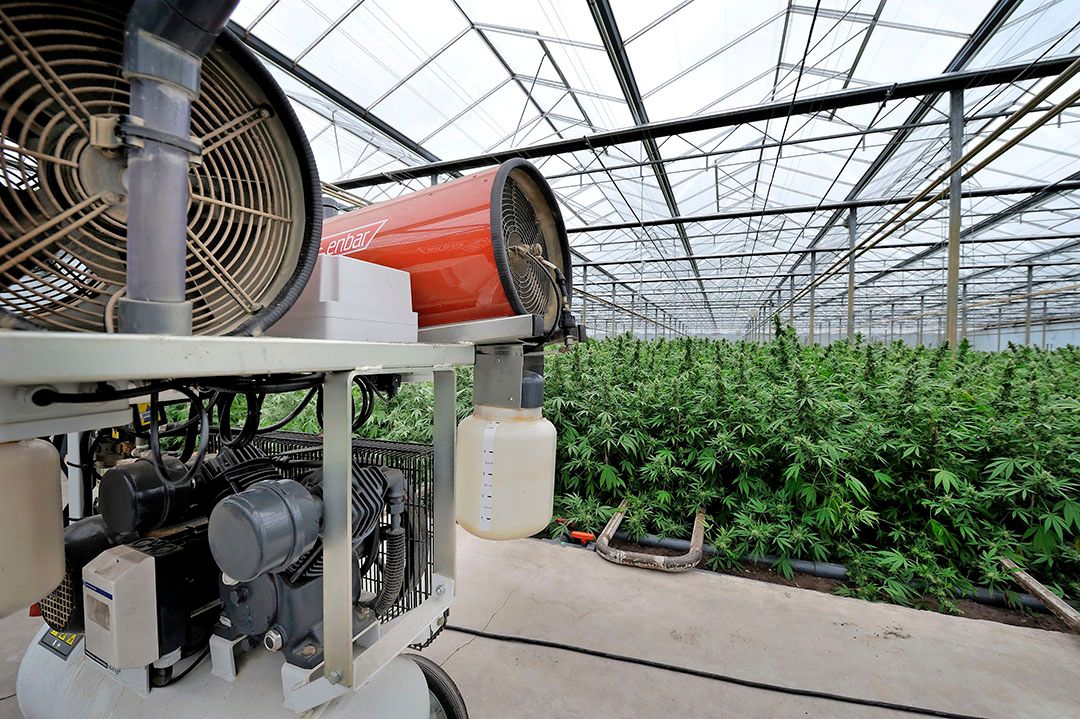 Wietteelt is een teelt die in kassen prima gedijt. Maar ook daglichtloos telen van hennep gaat goed, zoals in de illegale teelt in Nederland en omliggende landen de laatste 10 jaar wordt bewezen. - Foto: ANP