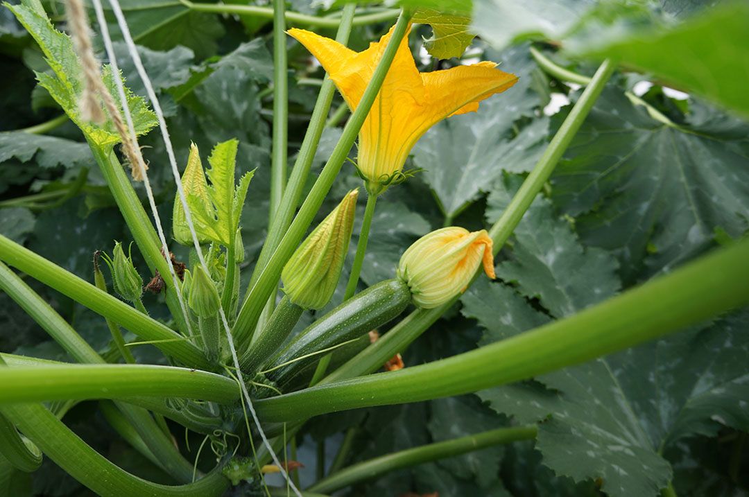 Courgetterassen met liefst 5 tot 6 weken topoogst