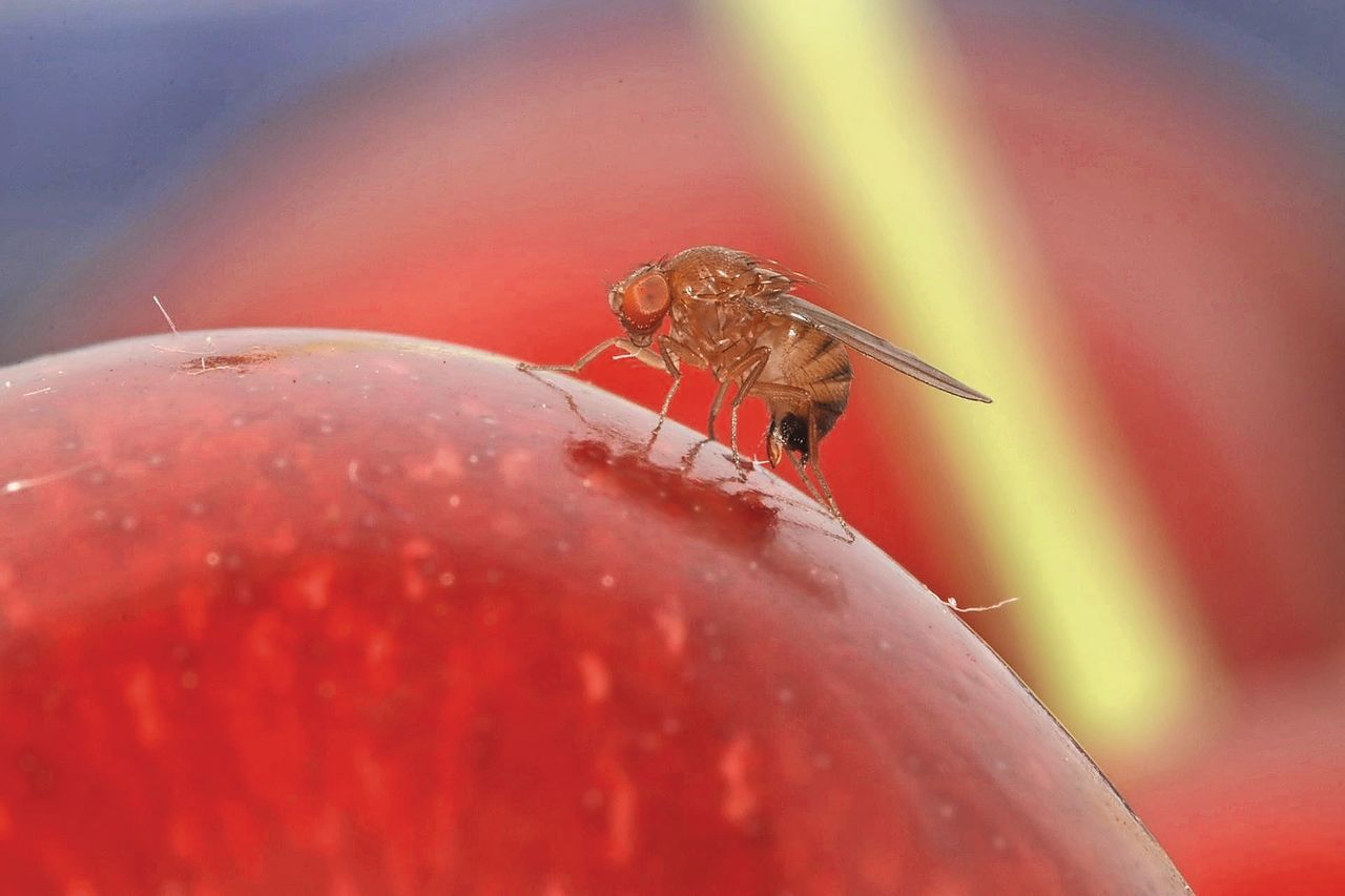 De Suzuki-fruitvlieg zorgt al jaren voor schade aan zachtfruit in Nederland. Foto: Herman Helsen