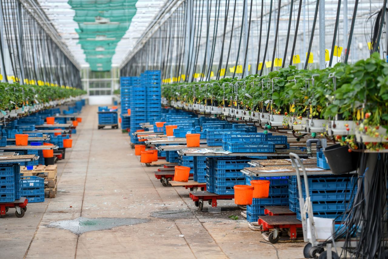 Kwekerij Rijnland in Venlo is door de schade buiten productie gesteld met schade op circa 5 hectare. - Foto's: Bert Jansen
