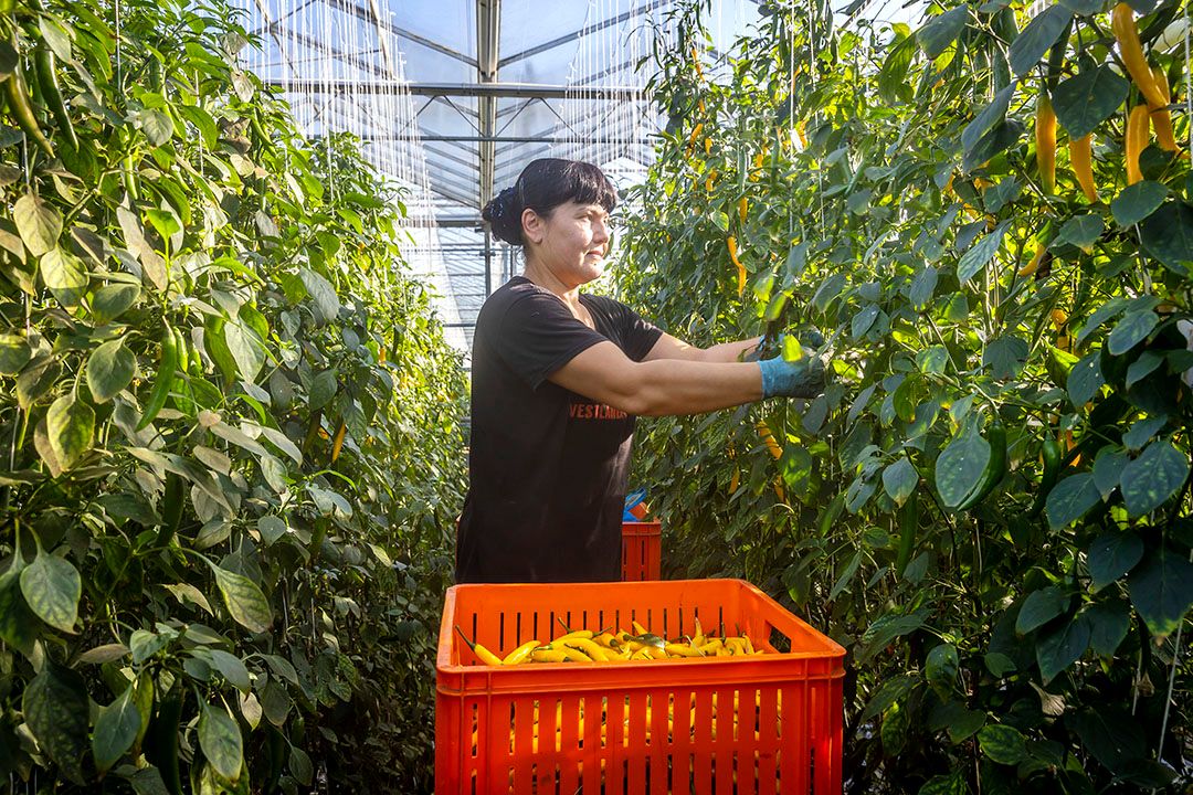 Oogsten peper.  - Foto: Roel Dijkstra