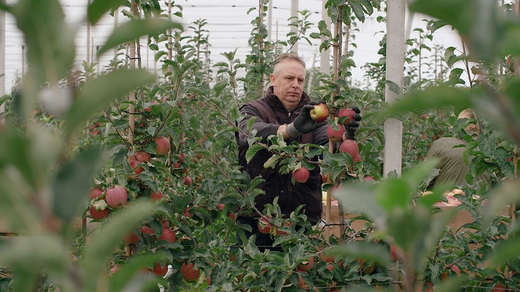 Albert Heijn sluit het seizoen voor het nieuwe appelras Sprank af met goede verkoopcijfers. - Foto: Albert Heijn.