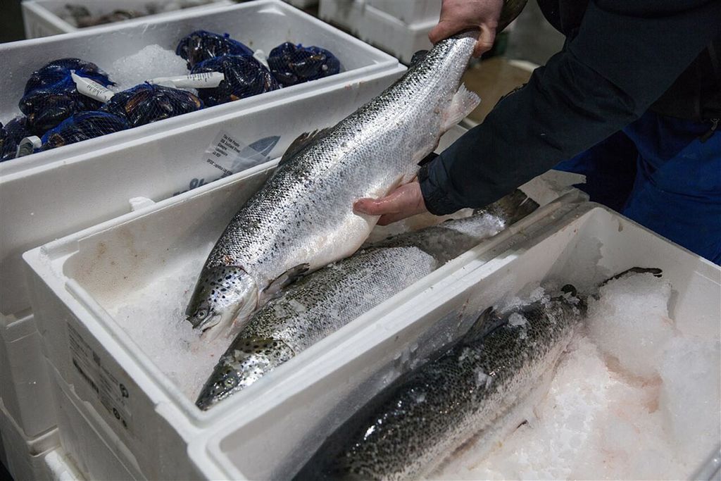 Schotland is de op twee na grootste zalmproducent in de wereld met zo’n 165.000 ton (circa 38 miljoen dieren) per jaar en het exporteert naar meer dan vijftig landen, waaronder Nederland. Foto: ANP