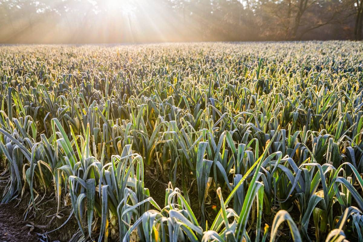 Vorst, maar vooral ook temperatuurswisselingen kunnen flinke impact hebben op de kwaliteit van prei. Foto: Bert Jansen