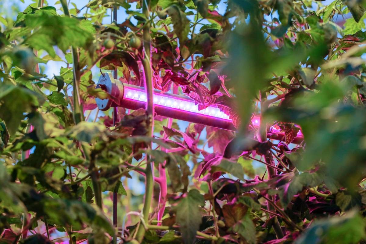 Bij het vervangen van Son-T-lampen voor led-belichting geldt dat het maximaal vermogen in Watt per gewas dit jaar 30% minder is dan de norm voor Son-T. Foto: Anne van der Woude